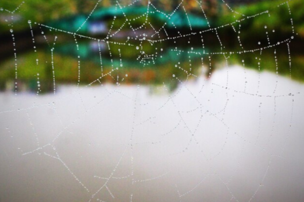 Lesy and Spiderwebs