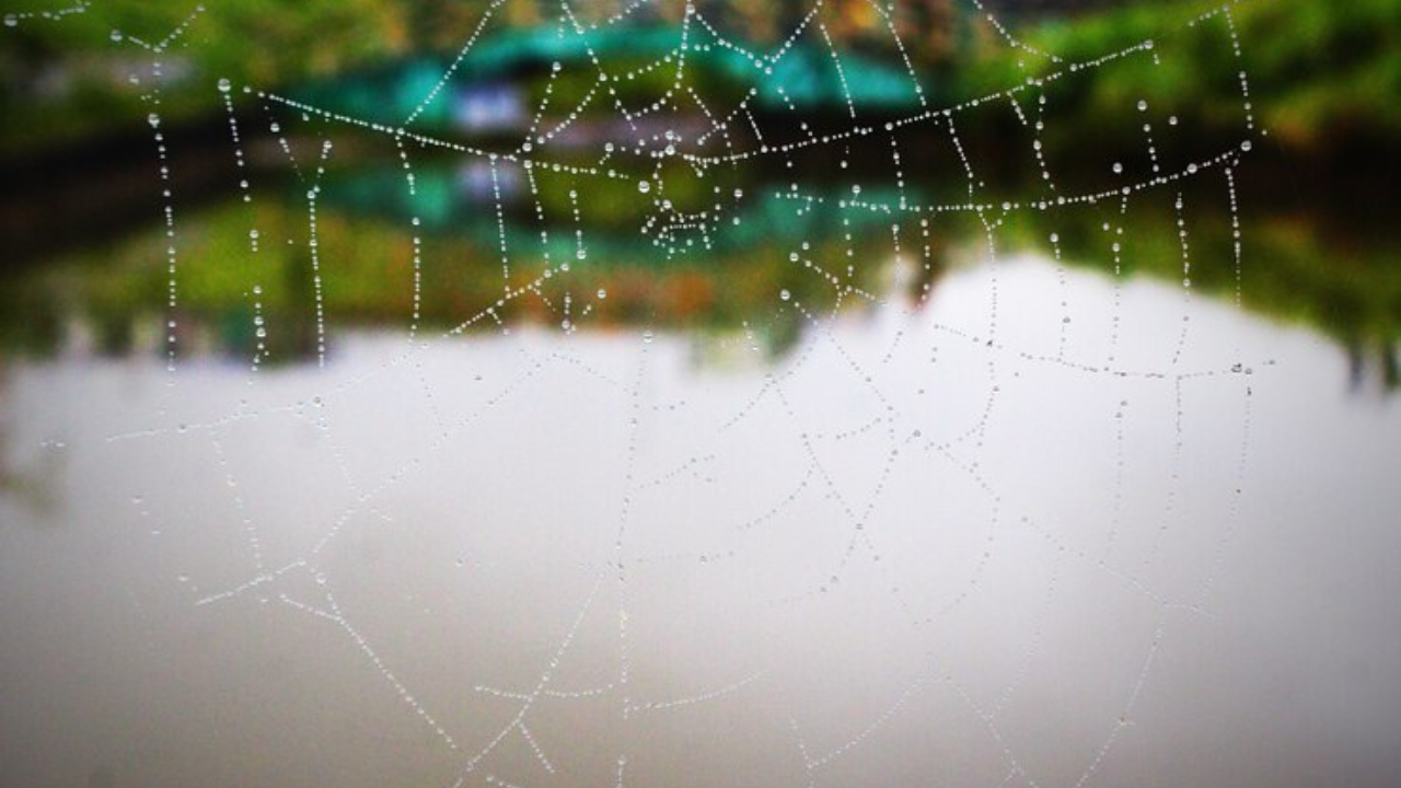 Lesy and Spiderwebs