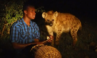 Hanging Hyena