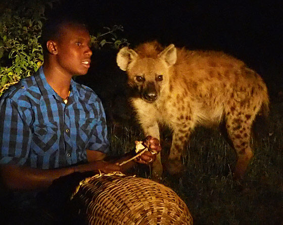 Hanging Hyena