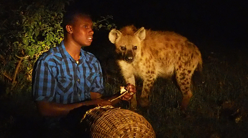 Hanging Hyena